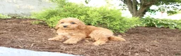 Cavapoo dogs for sale: Acorn - Ad 4