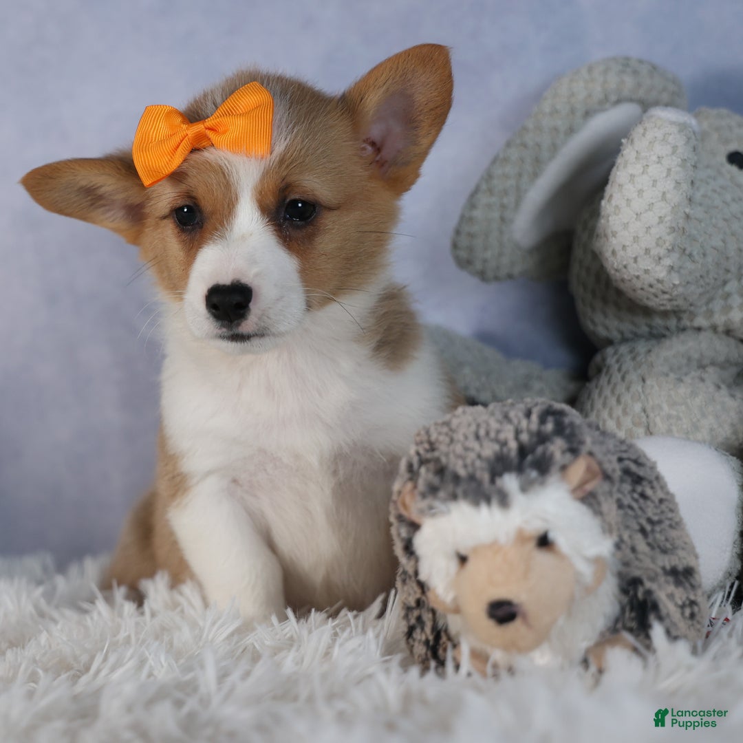 Welsh Corgi Pembroke dogs for sale: Duke - Ad 11