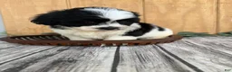 Teddy Bear dogs for sale: Lucas - Ad 9