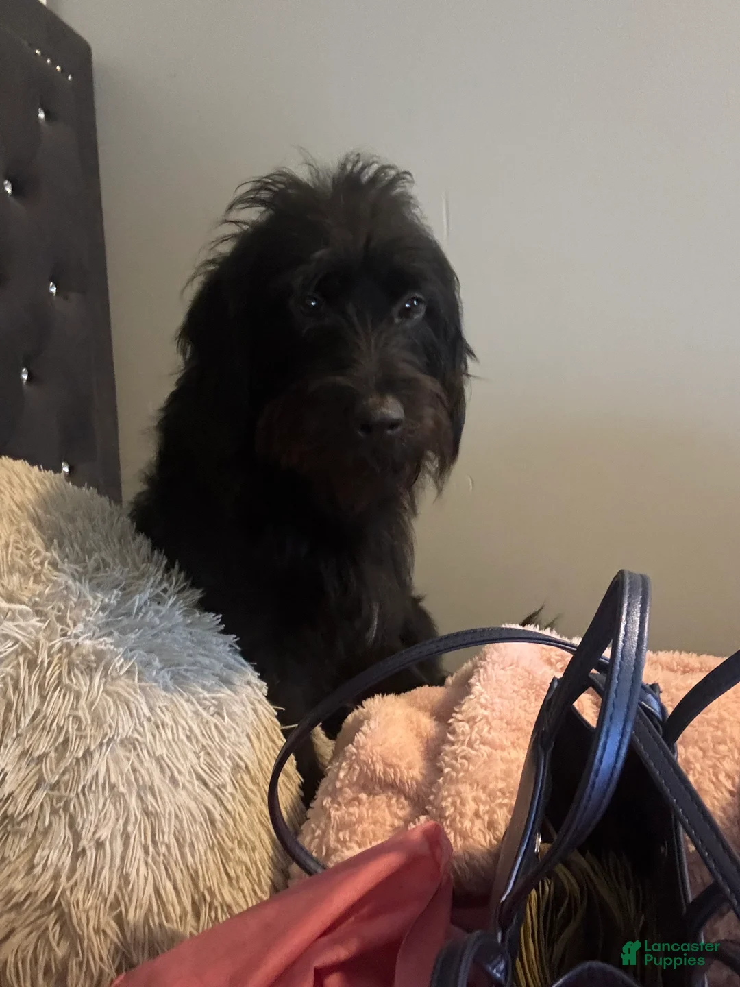 Labradoodle dogs for sale: Labradoodle Puppy 1 - Ad 5