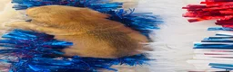 Miniature Dachshund dogs for sale: Whiskey (Longhair) - Ad 10