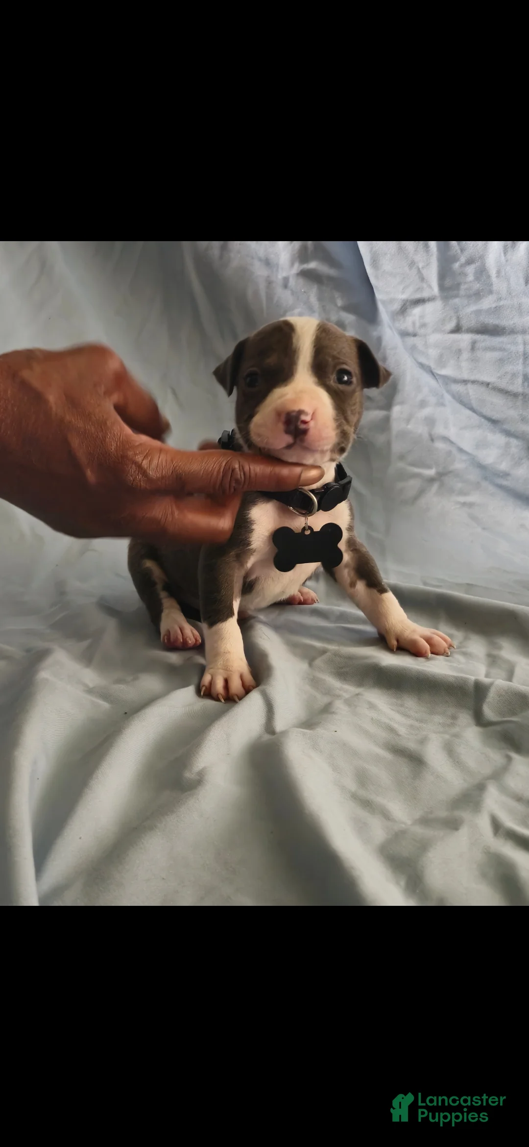 American Pit Bull Terrier dogs for sale: American Pit Bull Terrier 7 - Ad 2