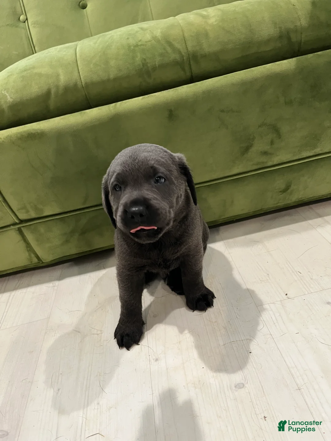 Labrador Retriever dogs for sale: Gordo Azul - Ad 2