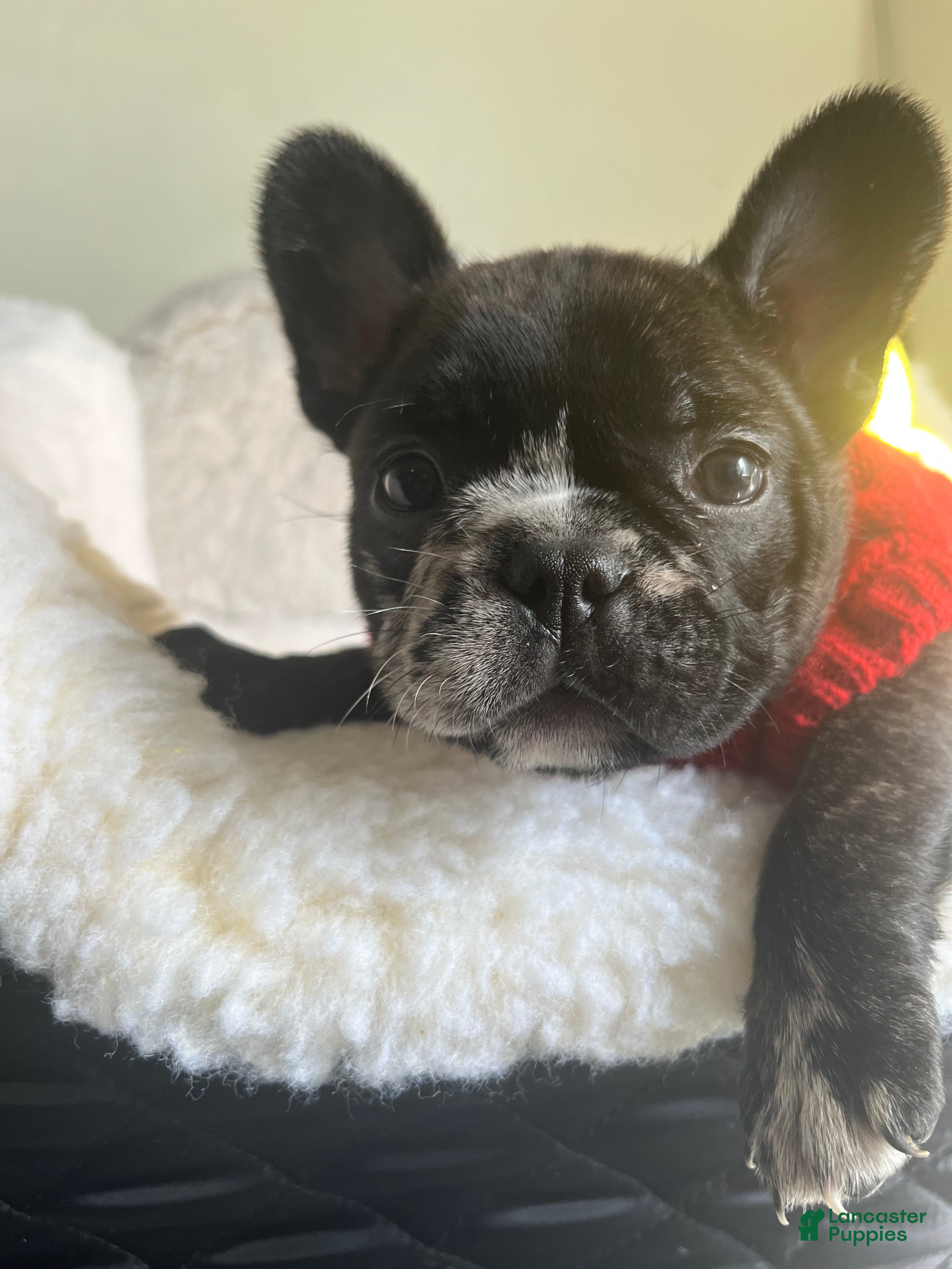 French Bulldog dogs French Bulldog Puppy 4 - Ad 26