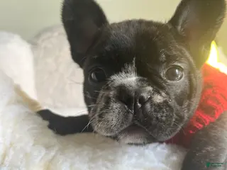 French Bulldog dogs French Bulldog Puppy 4 - Ad 26