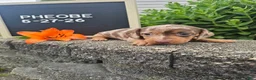 Miniature Dachshund dogs for sale: Phoebe - Ad 4