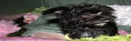 Morkie dogs for sale: Frank - Ad 4