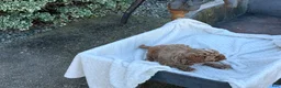 Toy Poodle dogs for sale: Galen - Ad 5