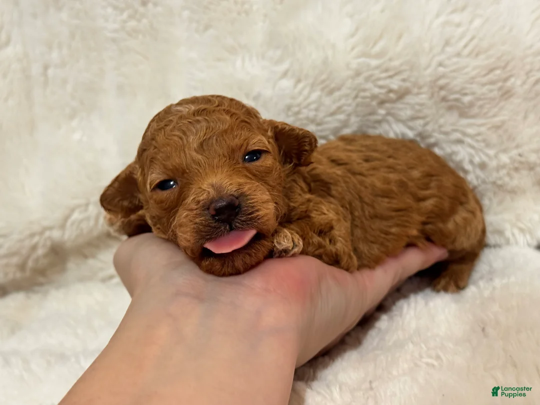 Toy Poodle dogs for sale: Louie - Ad 2