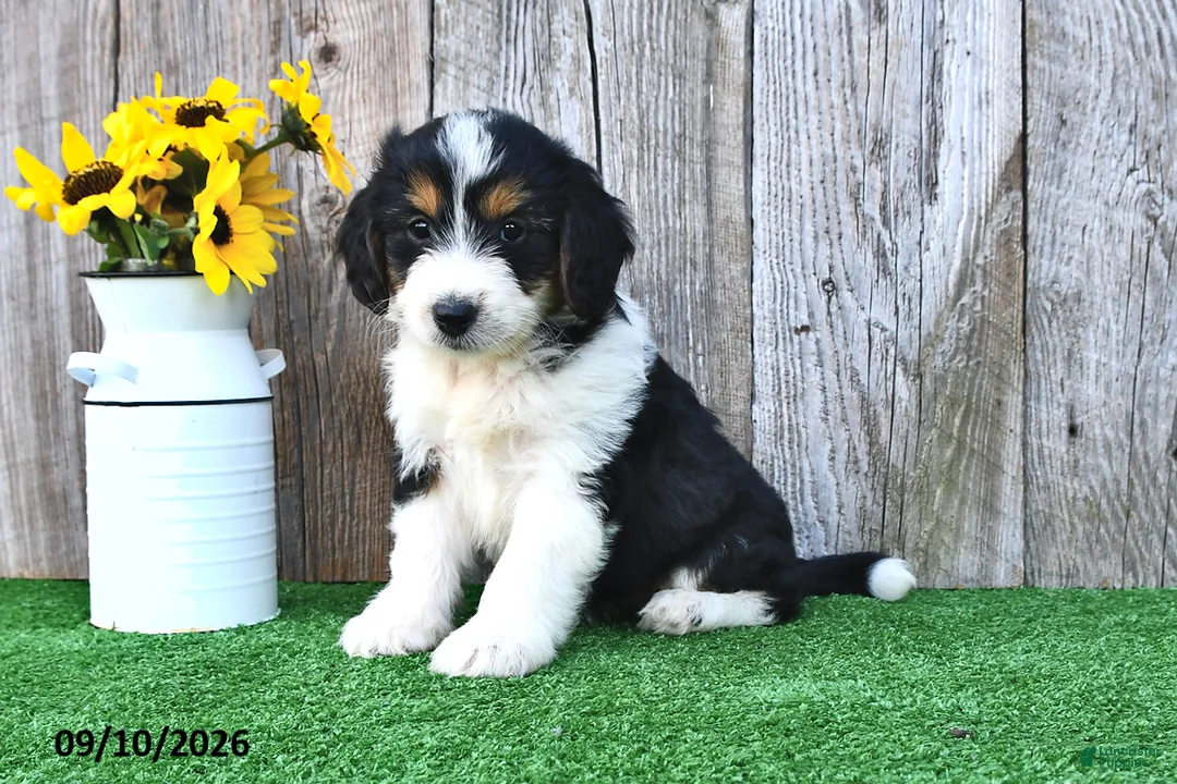 Mini Aussiedoodle dogs for sale: Abby - Ad 1