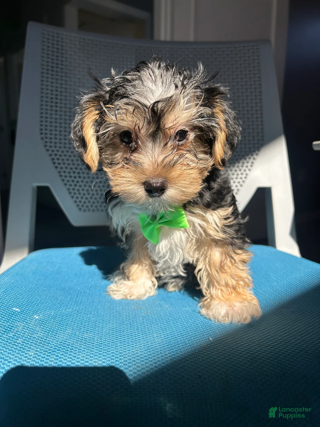 Mixed Breed dogs for sale: Mixed Breed Puppy 2 - Ad 2
