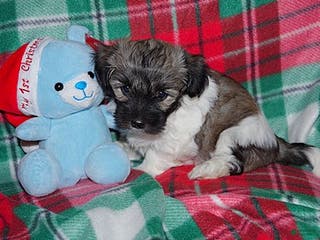 Havanese dogs Havanese Puppy 1 - Ad 23
