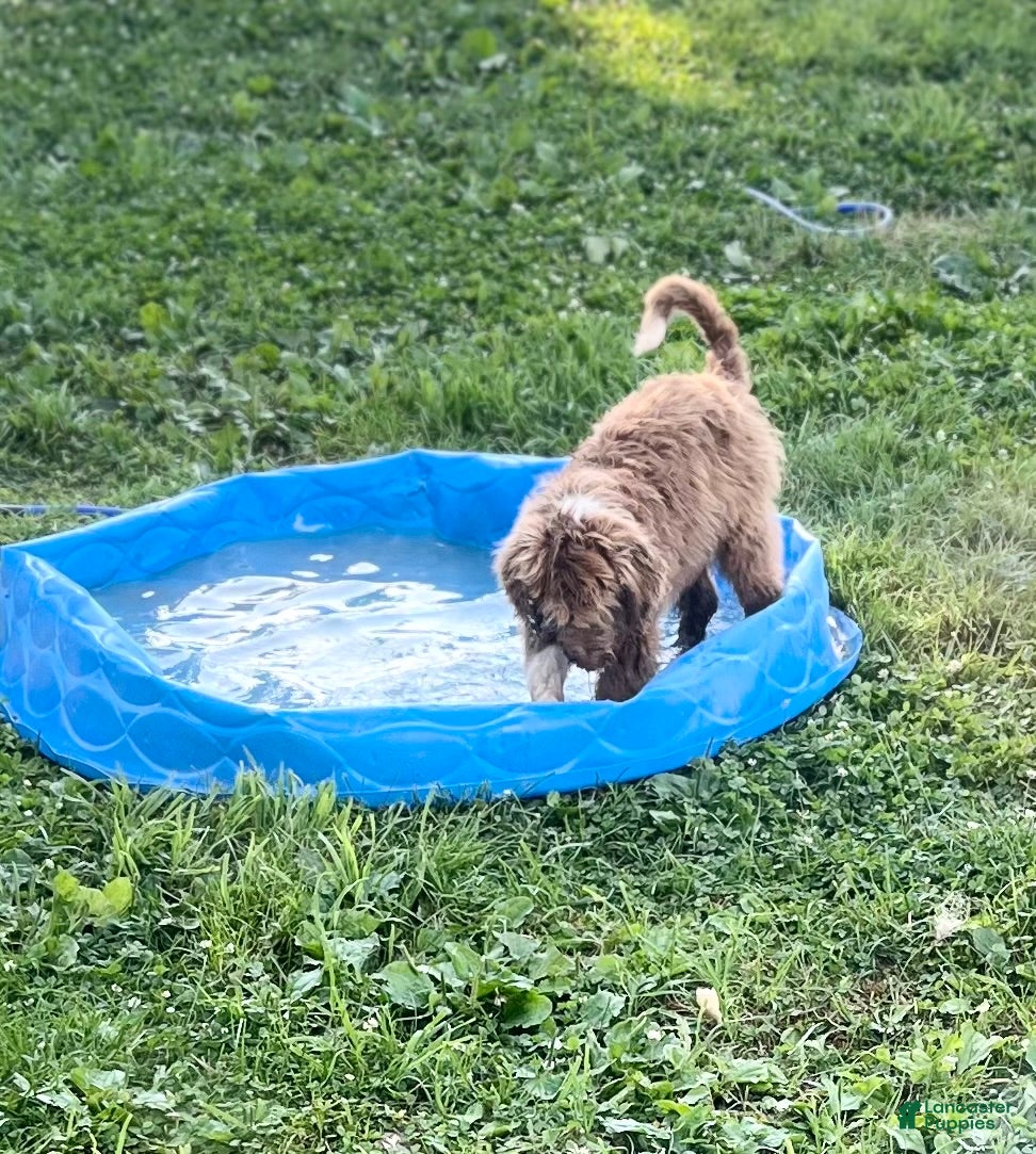 Aussiedoodle dogs Spur - Ad 2