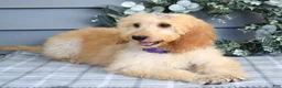 Goldendoodle dogs for sale: Millie - Ad 7