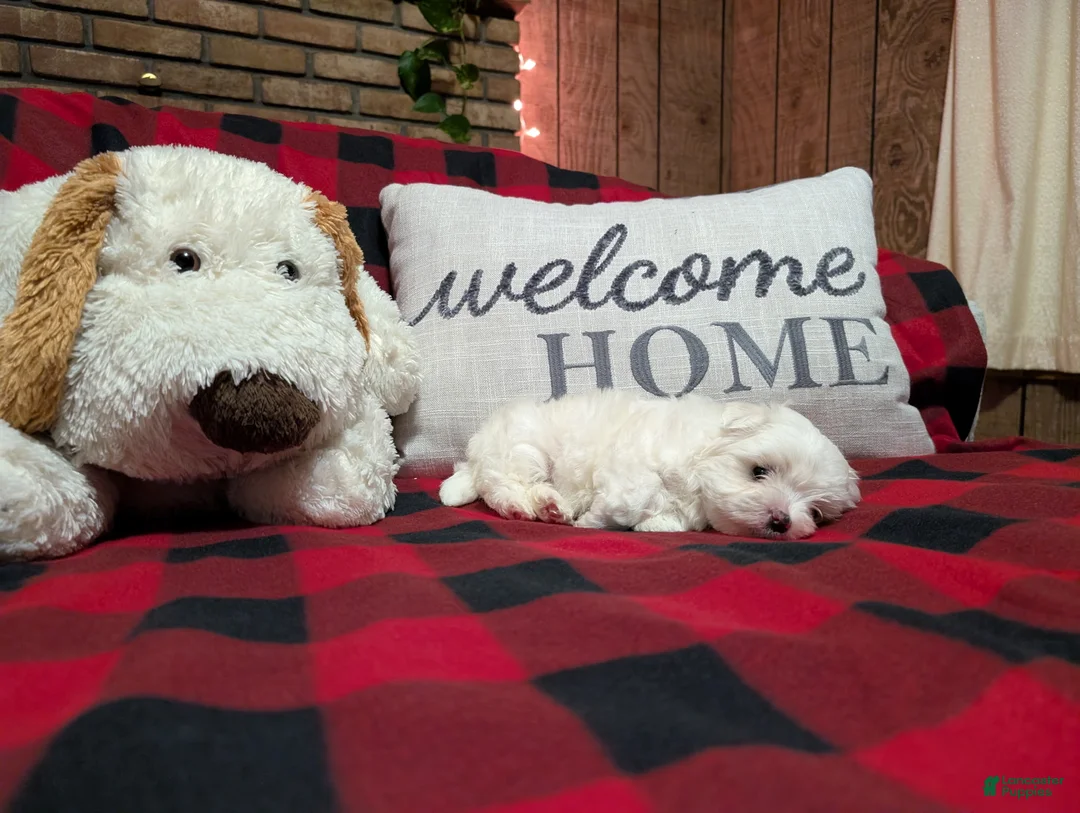 Maltese dogs for sale: Maltese Puppy 1 - Ad 5