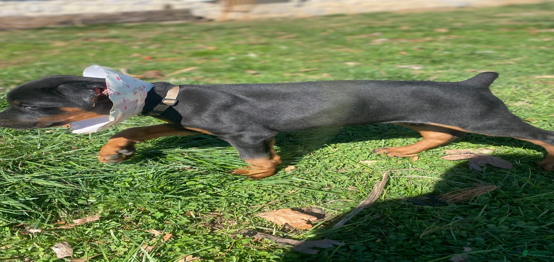 Gallery Image {{count}}