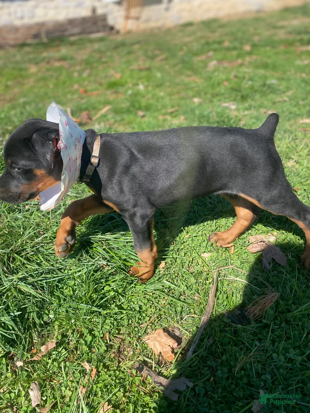 Gallery Image {{count}}