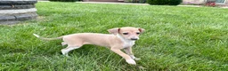 Italian Greyhound dogs for sale: Italian Greyhound female 2 fawn and white  - Ad 8