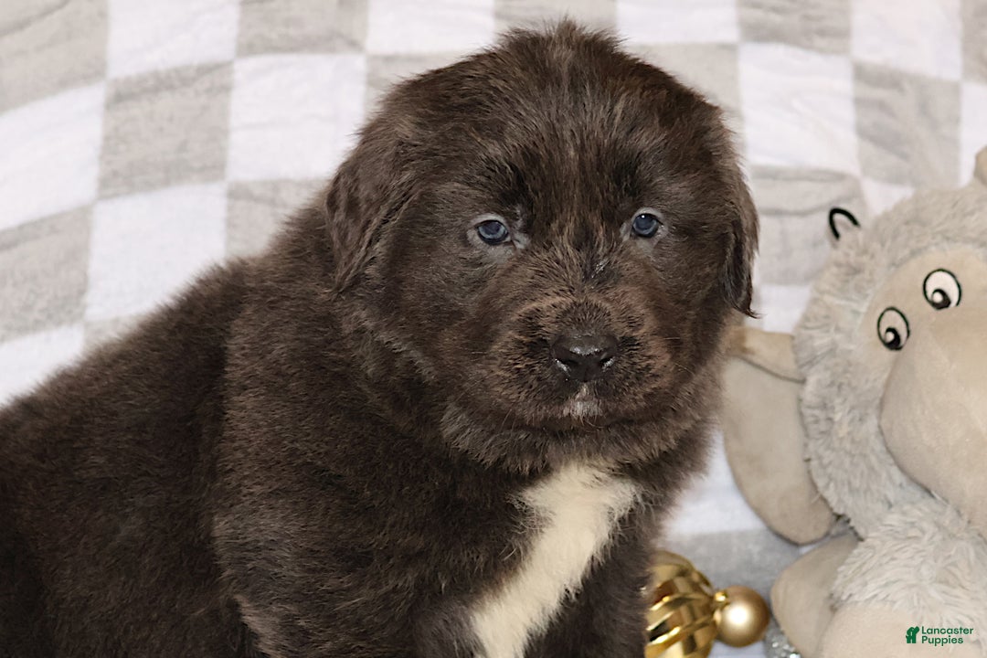 Newfoundland dogs for sale: Dolly - Ad 4