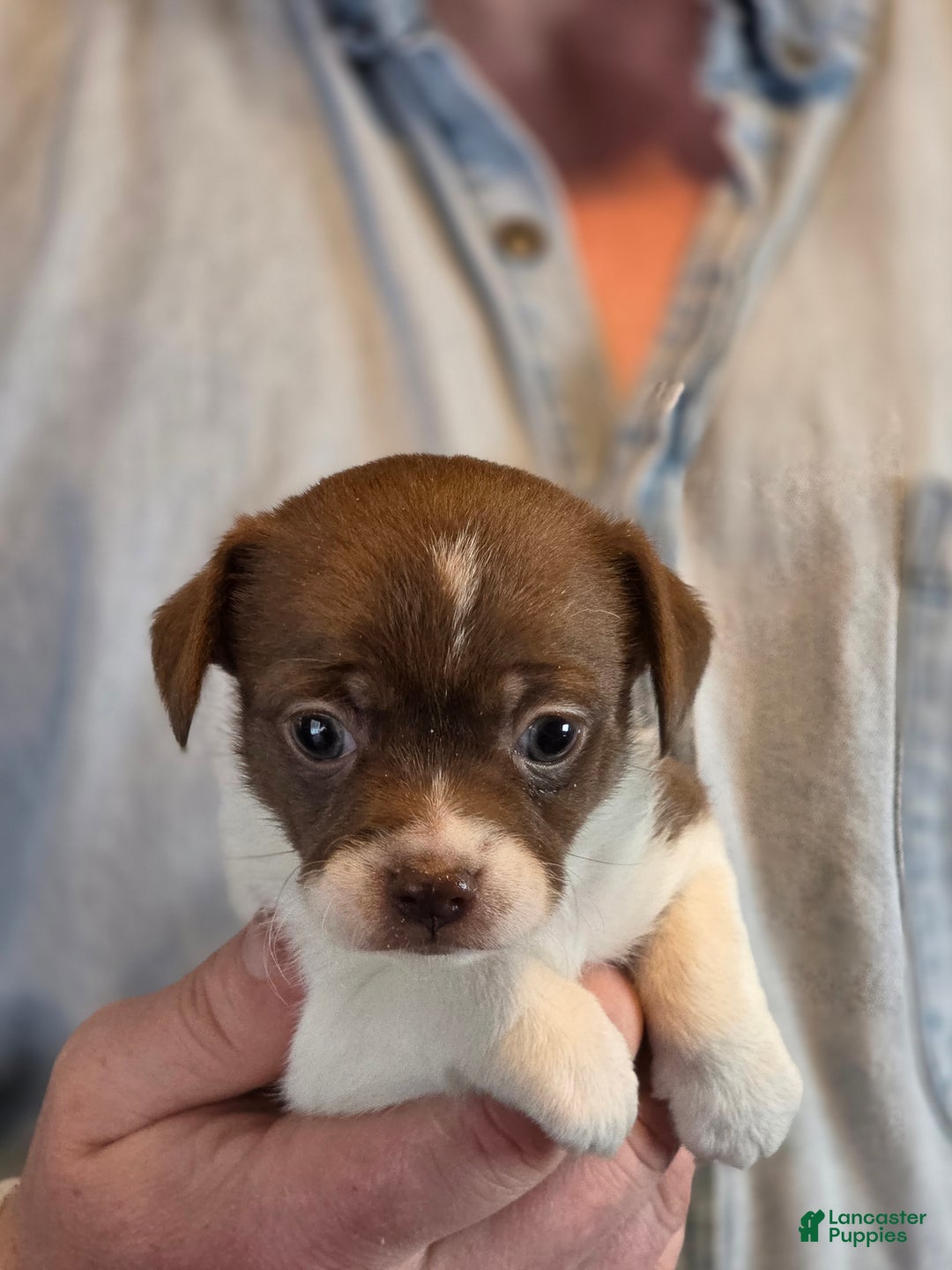 Chihuahua dogs for sale: Luna - Ad 4