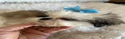 Shih Tzu dogs for sale: Shih Tzu Male 1 - Ad 3