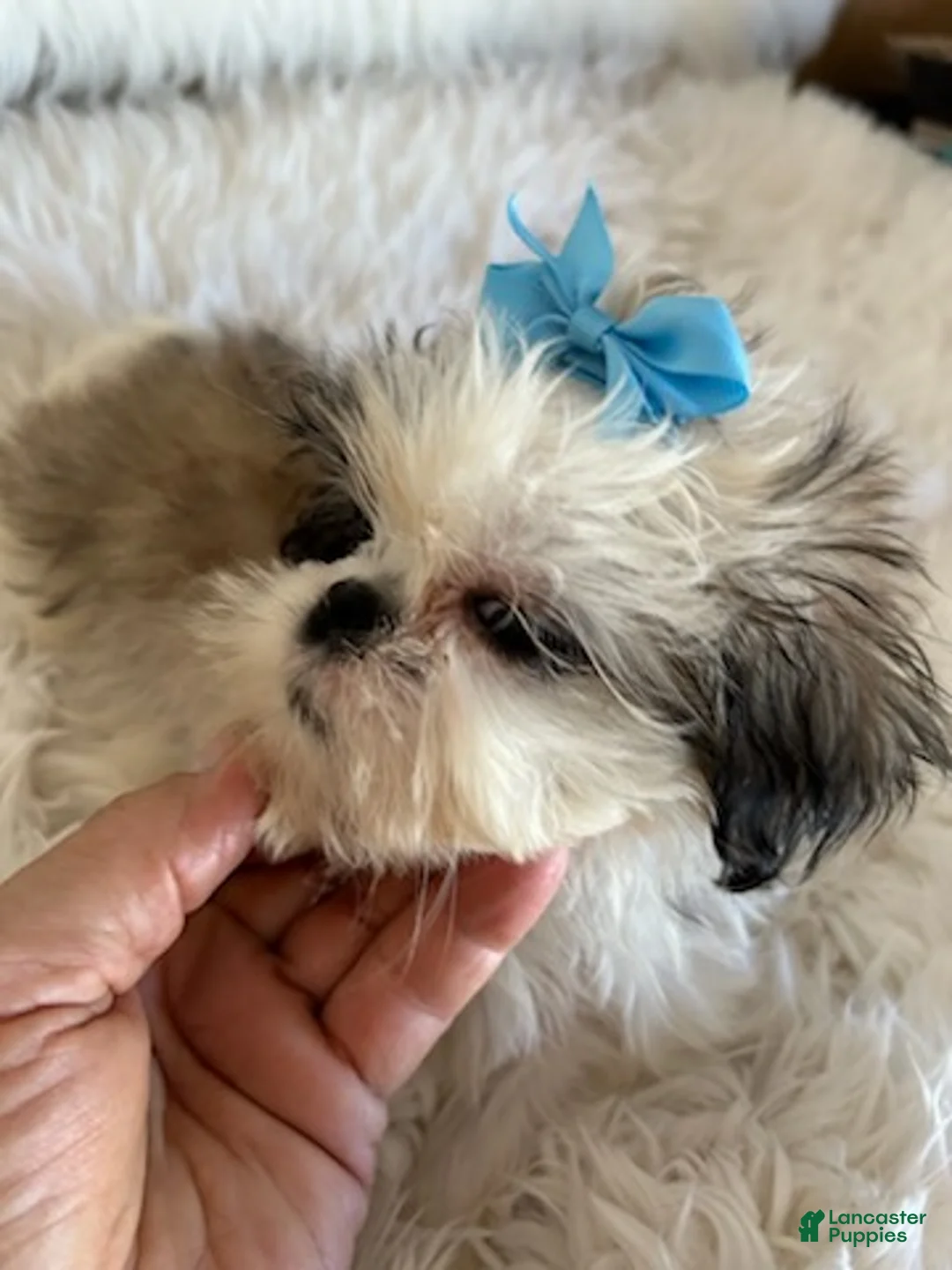 Shih Tzu dogs for sale: Shih Tzu Male 1 - Ad 3