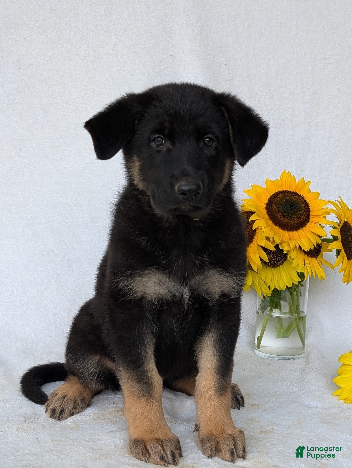 German Shepherd dogs Dani - Ad 1