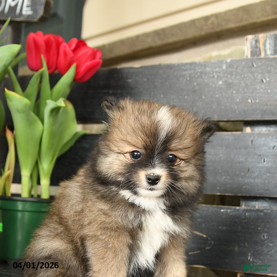 Pomeranian dogs Ned - Ad 2