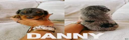Aussiedoodle dogs for sale: Danny  - Ad 1