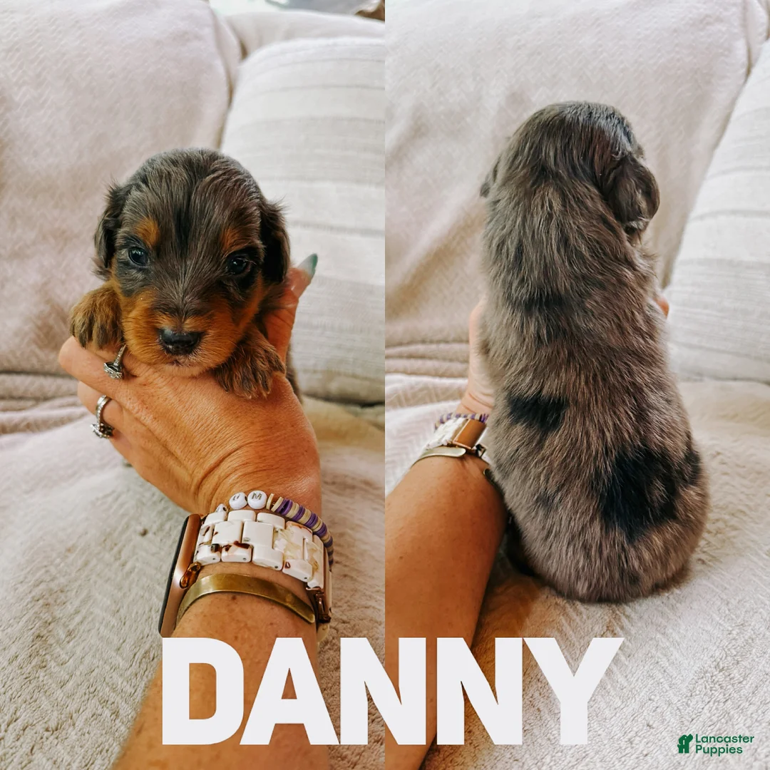 Aussiedoodle dogs for sale: Danny  - Ad 1