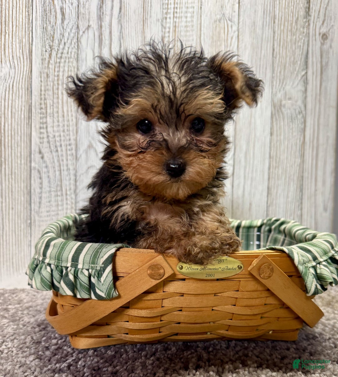 Yorkiepoo dogs for sale: Tucker - Ad 9