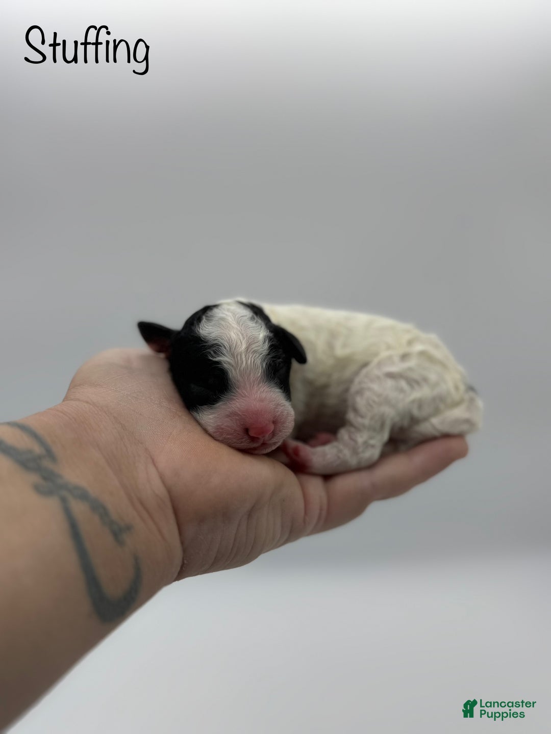 Miniature Poodle dogs for sale: Stuffing - Ad 4