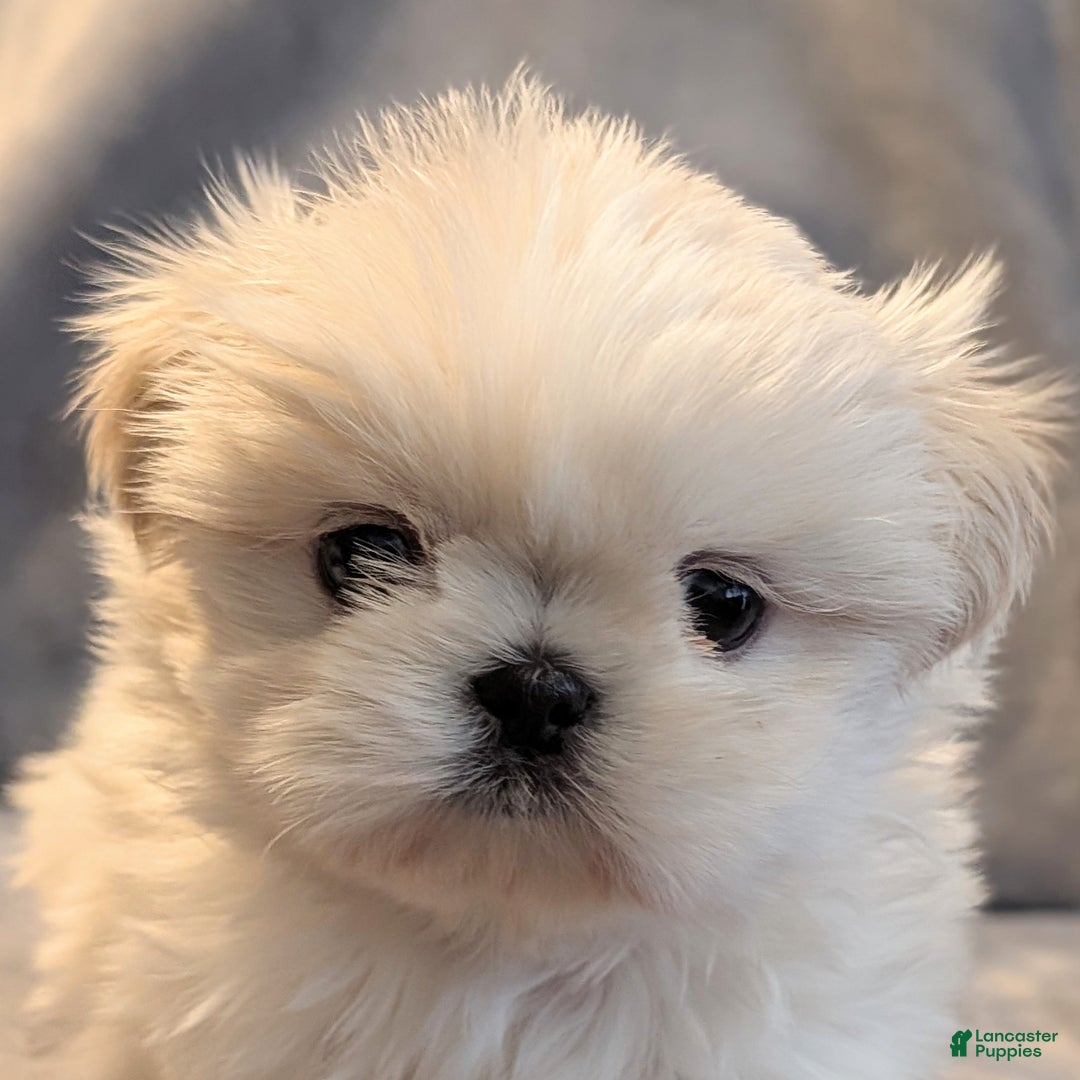 Shih Tzu dogs for sale: Sparrow - Ad 2