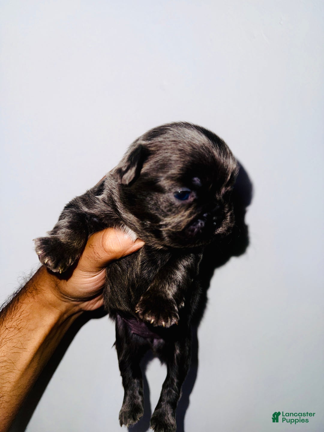 BUBBLES BIG ROPE EXOTIC FLUFFY FRENCHIE for sale in Jonesville