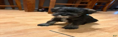 Miniature Schnauzer Puppy 2