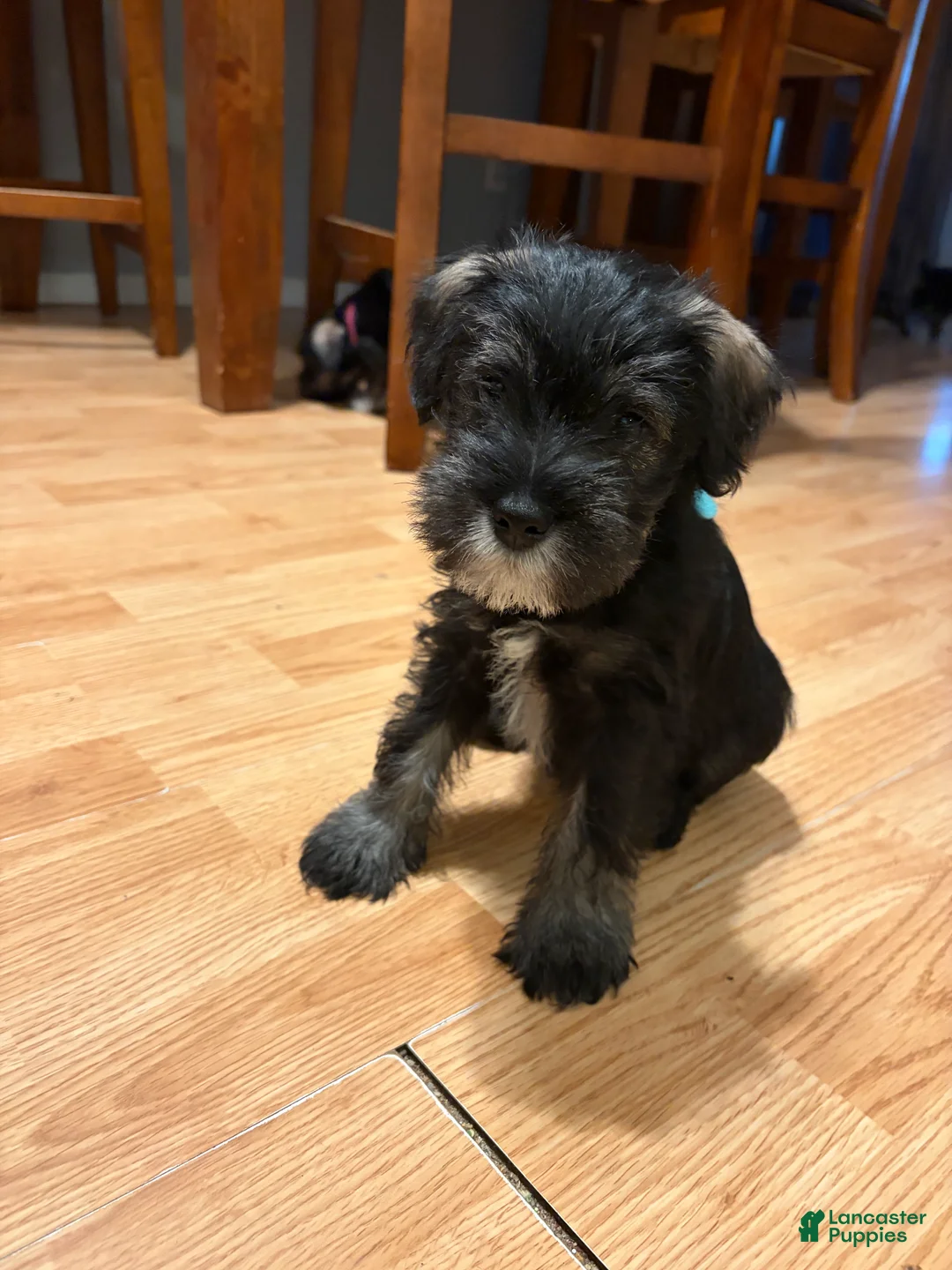 Miniature Schnauzer dogs for sale: Miniature Schnauzer Puppy 2 - Ad 1
