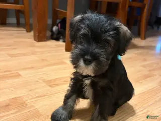 Miniature Schnauzer dogs Miniature Schnauzer Puppy 2 - Ad 2