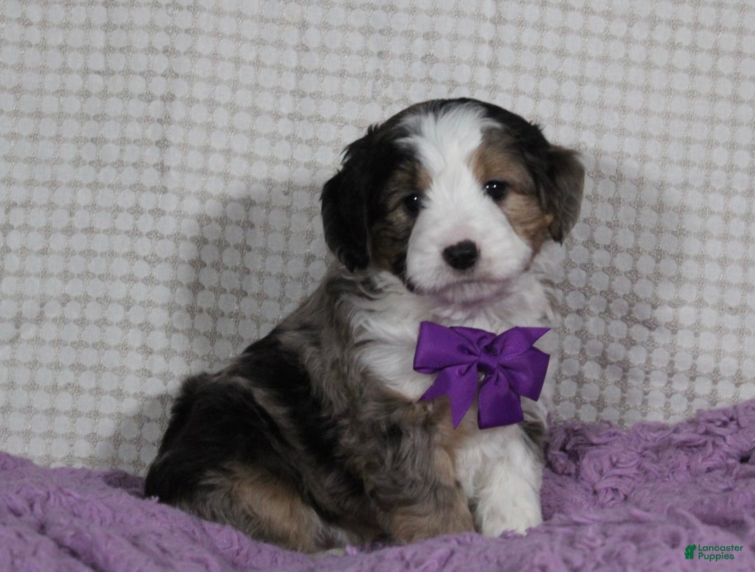 Mini Aussiedoodle dogs for sale: Odie - Ad 2