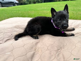 German Shepherd dogs - Ad 41