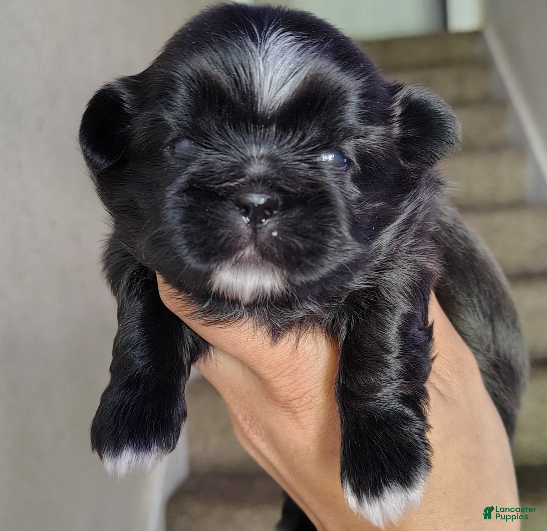 Shih Tzu dogs for sale: Shih Tzu Puppy 2 - Ad 2