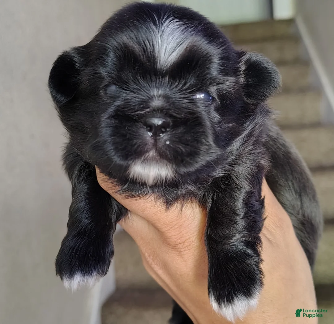 Shih Tzu dogs for sale: Shih Tzu Puppy 2 - Ad 1
