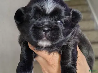 Shih Tzu dogs for sale: Shih Tzu Puppy 2 - Ad 2