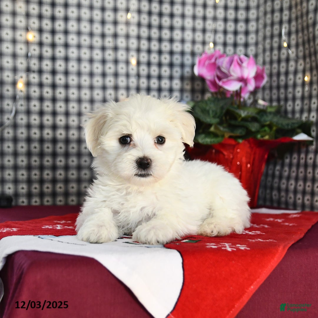 Morkie dogs for sale: Tyler - Ad 3