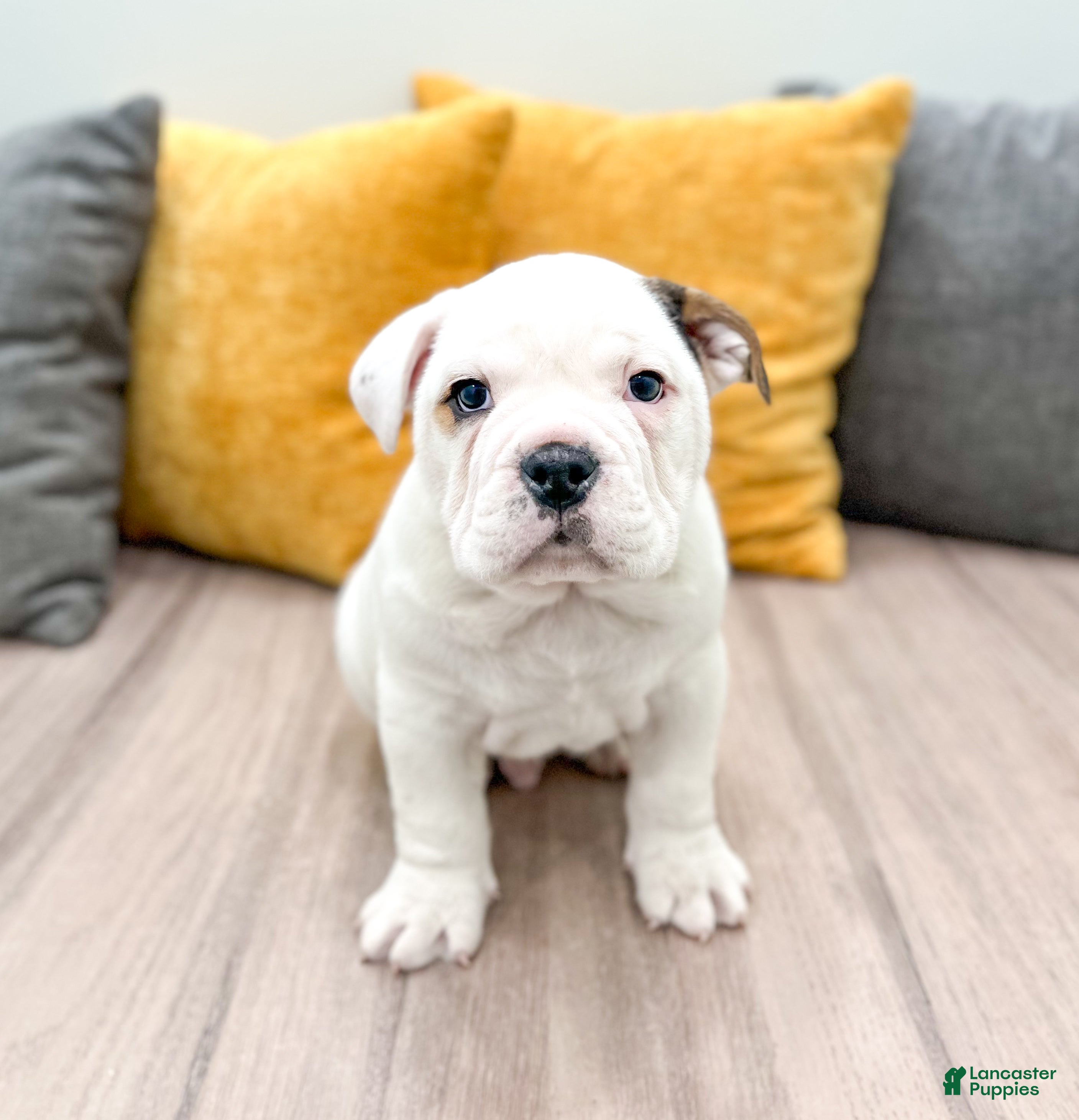 Mixed Breed dogs Theo - Ad 8