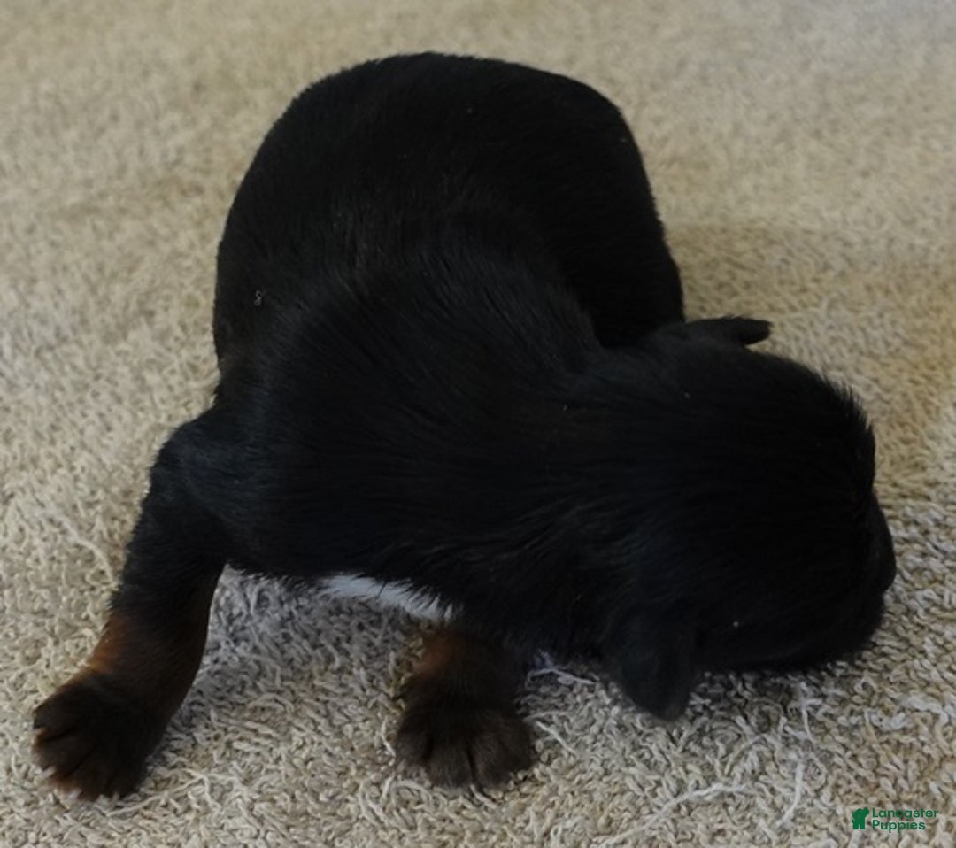 Yorkshire Terrier dogs for sale: Kismet black face - Ad 2