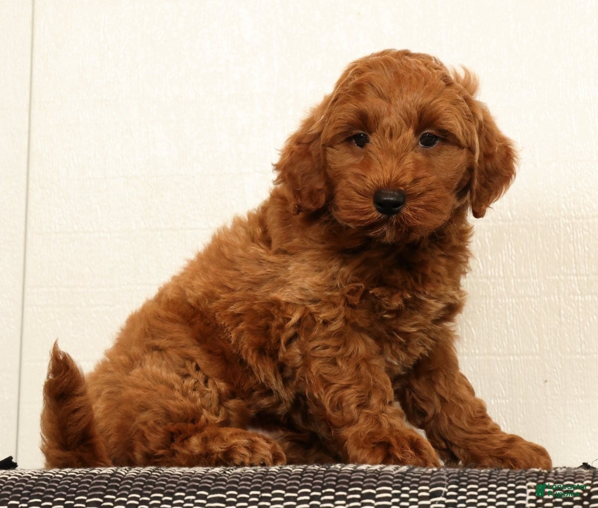 Mini Goldendoodle dogs Seager - Ad 1