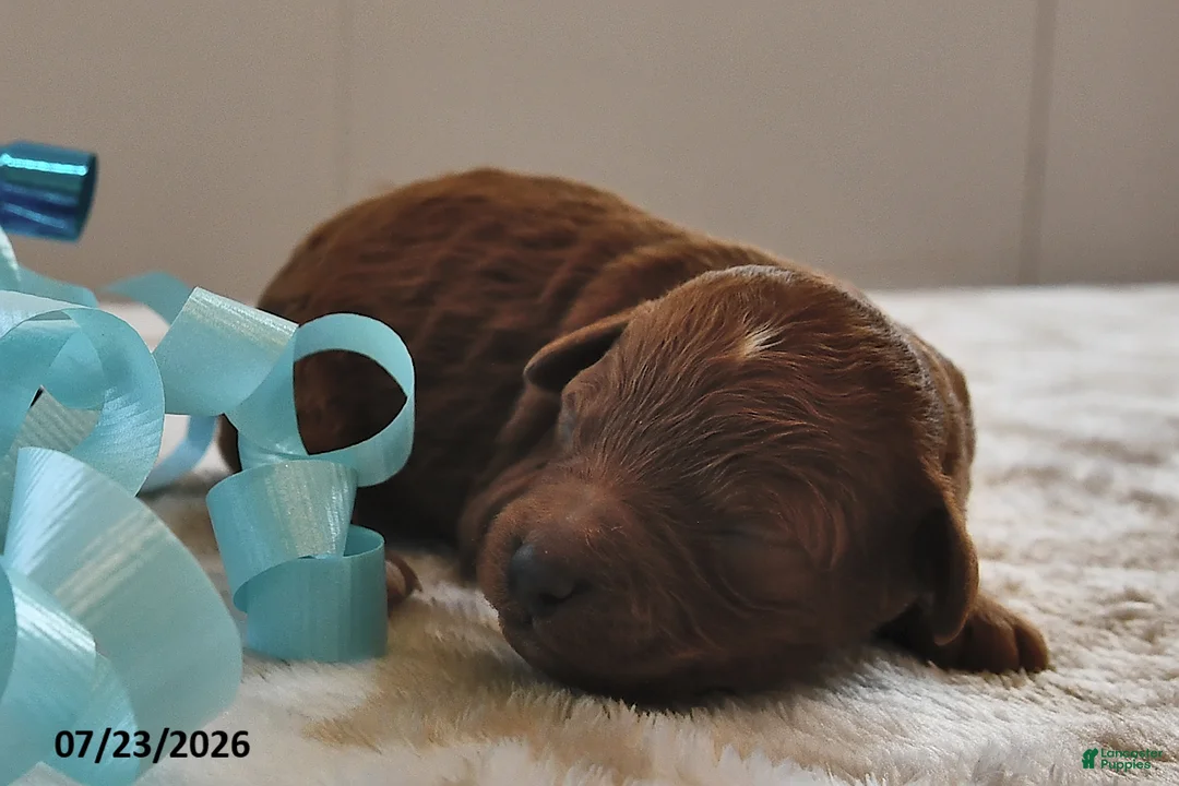 Mini Goldendoodle dogs for sale: Murphy - Ad 1