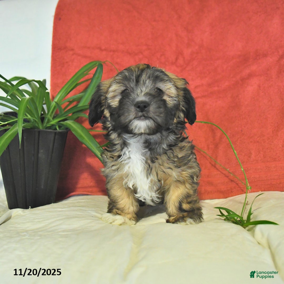 Shorkie dogs for sale: Monty - Ad 5