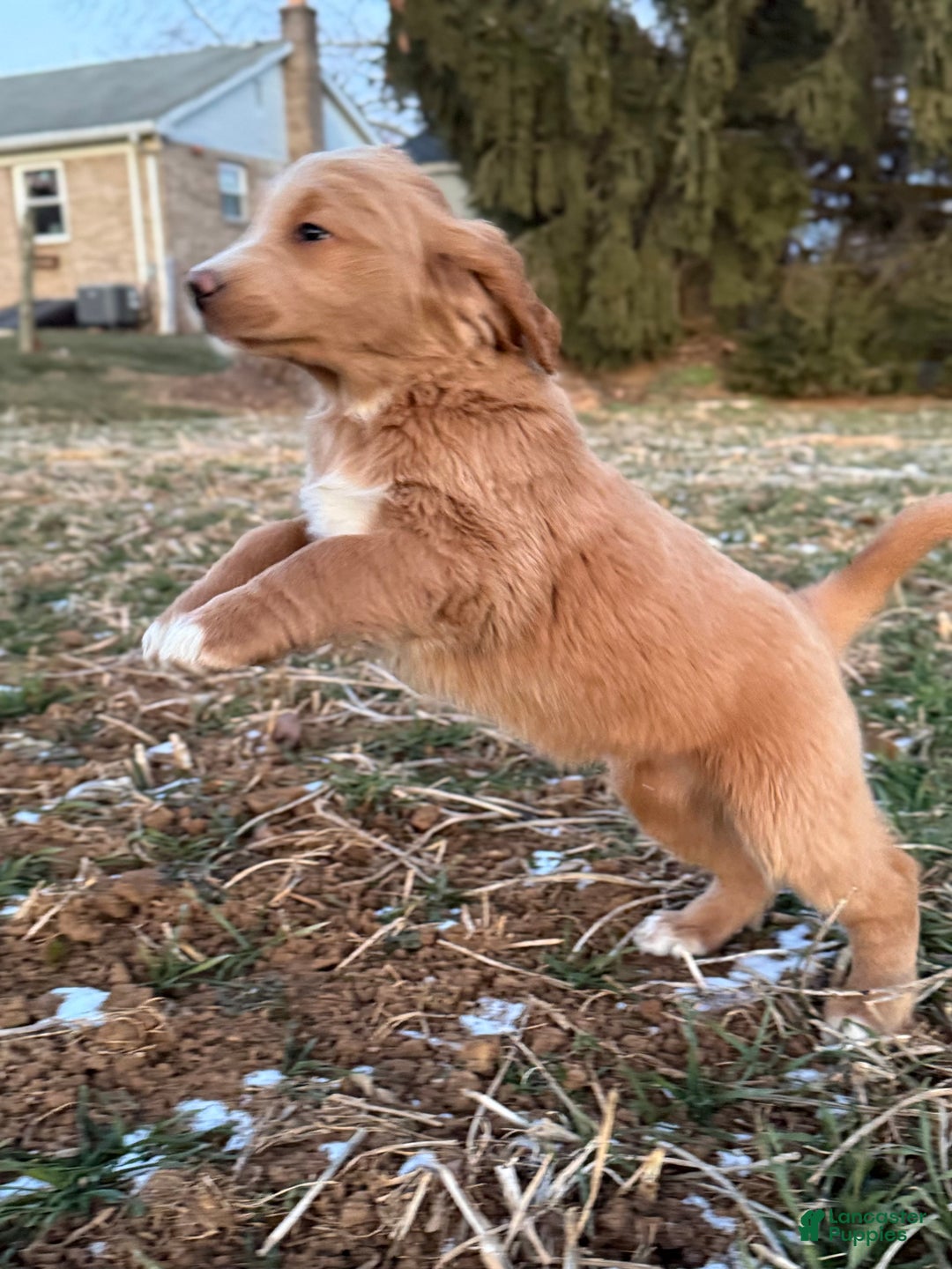 Mixed Breed dogs for sale: Mabel - Ad 6