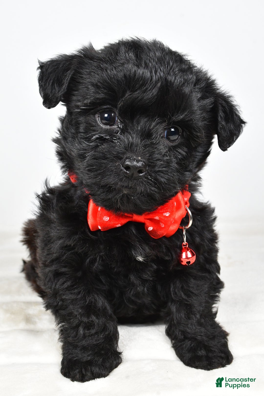 Yorkiepoo dogs for sale: Tinker - Ad 7